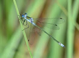 Attēlu rezultāti vaicājumam “Lestes sponsa”