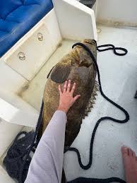 Image result for Epinephelus itajara