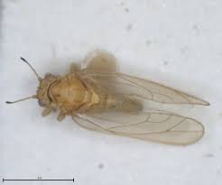 Attēlu rezultāti vaicājumam “Trioza dispar”