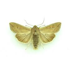 Attēlu rezultāti vaicājumam “Papestra biren”