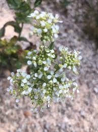 Attēlu rezultāti vaicājumam “Lepidium latifolium”