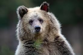 Image result for brown bear