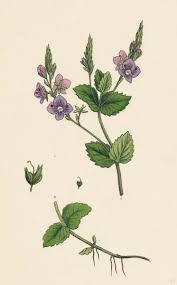 Image result for Veronica chamaedrys