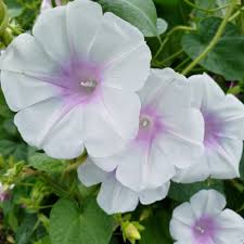 Image result for Ipomoea purpurea