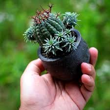 Attēlu rezultāti vaicājumam “Euphorbiaceae”