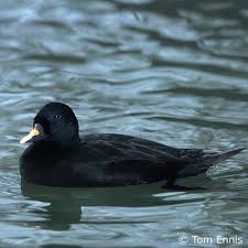 Attēlu rezultāti vaicājumam “Melanitta nigra male”