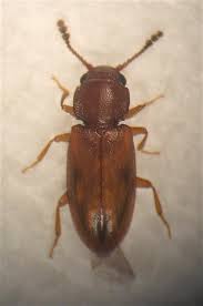 Attēlu rezultāti vaicājumam “Erotylidae”