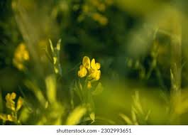 Attēlu rezultāti vaicājumam “Lathyrus pratensis flower”