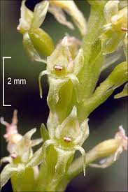 Attēlu rezultāti vaicājumam “Malaxis monophyllos flower”