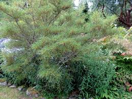 Attēlu rezultāti vaicājumam “Frangula alnus”