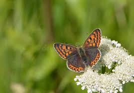 Attēlu rezultāti vaicājumam “Lycaena phlaeas”