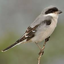 Image result for Lanius minor