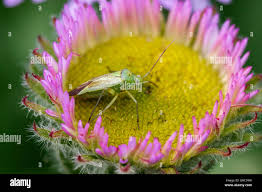 Attēlu rezultāti vaicājumam “Stenotus binotatus female”