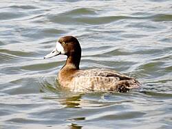 Image result for Aythya marila