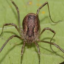 Attēlu rezultāti vaicājumam “Lophopilio palpinalis”