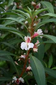Attēlu rezultāti vaicājumam “Balsaminaceae”