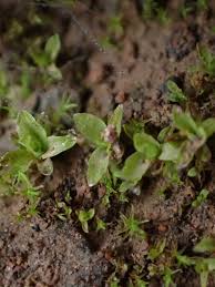 Attēlu rezultāti vaicājumam “Tortula lingulata”