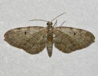 Attēlu rezultāti vaicājumam “Eupithecia tenuiata”