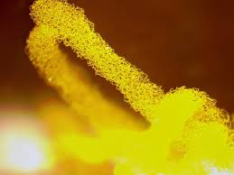 Attēlu rezultāti vaicājumam “Collaria rubens spores”