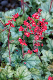 Image result for Heuchera Metallica