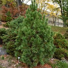 Image result for Pinus cembra