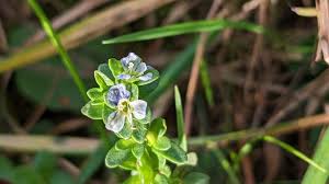 Attēlu rezultāti vaicājumam “Veronica serpyllifolia bud”
