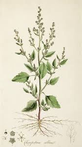 Attēlu rezultāti vaicājumam “Chenopodium album”