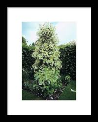 Attēlu rezultāti vaicājumam “Populus x jackii”