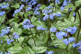 Image result for Brunnera `Jack Frost`