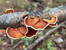 Attēlu rezultāti vaicājumam “Stereum fasciatum”