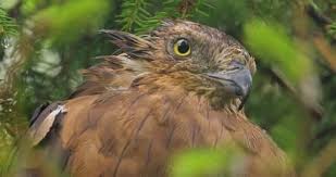 Attēlu rezultāti vaicājumam “Pernis apivorus”