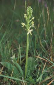 Attēlu rezultāti vaicājumam “Platanthera bifolia”