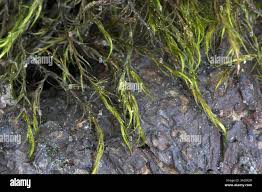 Attēlu rezultāti vaicājumam “Distichium capillaceum”