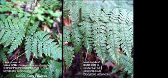 Attēlu rezultāti vaicājumam “Dryopteris carthusiana”