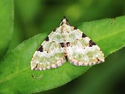 Attēlu rezultāti vaicājumam “Colostygia pectinataria”