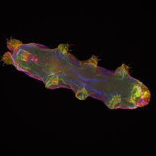 Attēlu rezultāti vaicājumam “Lamproderma arcyrioides macro”