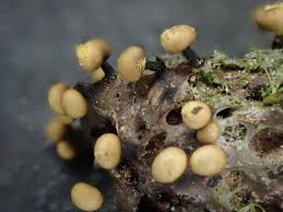 Attēlu rezultāti vaicājumam “Trichia scabra spores”