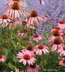 Image result for roter Sonnenhut