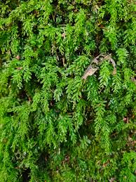 Attēlu rezultāti vaicājumam “Plagiomnium undulatum”