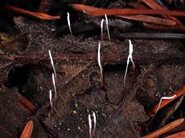 Attēlu rezultāti vaicājumam “Typhula setipes”