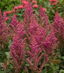 Attēlu rezultāti vaicājumam “Astilbe chinensis bud”