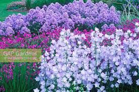Attēlu rezultāti vaicājumam “Campanula persicifolia flower”