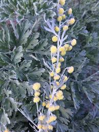 Image result for Artemisia absinthium