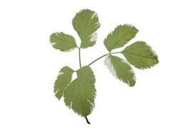 Attēlu rezultāti vaicājumam “Aegopodium podagraria leaf”