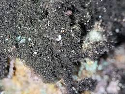 Attēlu rezultāti vaicājumam “Cystocoleus ebeneus”