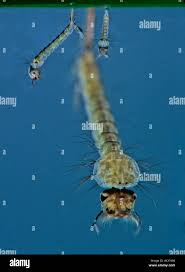 Attēlu rezultāti vaicājumam “Culex pipiens larva”