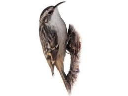 Attēlu rezultāti vaicājumam “Certhia familiaris adult”