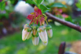 Attēlu rezultāti vaicājumam “Vaccinium uliginosum flower”