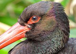 Attēlu rezultāti vaicājumam “Ciconia nigra”