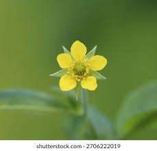 Attēlu rezultāti vaicājumam “Geum urbanum flower”